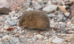 Oxymycterus rufus
