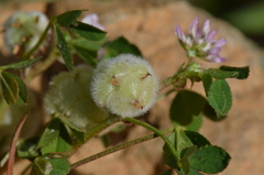 Trifolium tomentosum