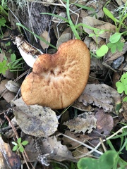 Polyporus mcmurphyi