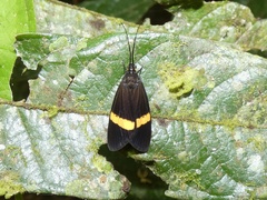 Dioptinae