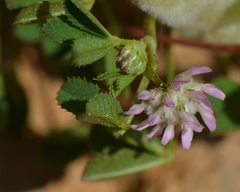 Trifolium tomentosum