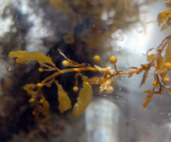 Sargassum natans
