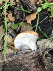 Polyporus mcmurphyi