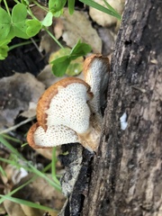 Polyporus mcmurphyi