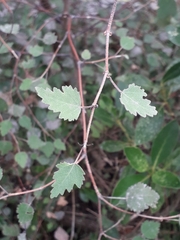 Plagianthus regius regius