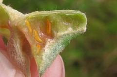 Dasineura salicifoliae