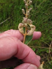 Dasineura salicifoliae