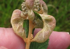 Dasineura salicifoliae