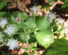 Schizomyia eupatoriflorae