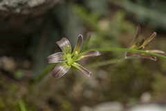 Gagea peduncularis