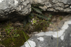 Gagea peduncularis