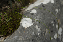 Gagea peduncularis