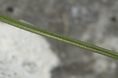 Gagea peduncularis