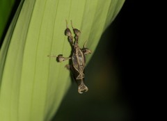 Sacada