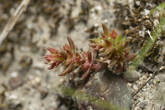 Crassula tillaea