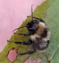 Bombus campestris