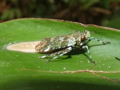 Calyptoproctina