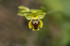 Ophrys lutea galilaea