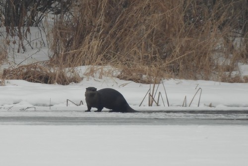 North American River Otter photographed in Minnesota