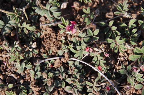 Image of Indigofera alternans by (c) Tony Rebelo, some rights reserved (CC BY-SA)