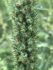 Amaranthus praetermissus