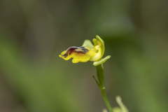 Ophrys lutea galilaea