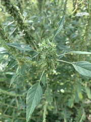Amaranthus praetermissus