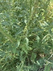 Amaranthus praetermissus