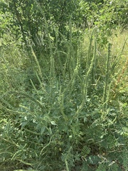 Amaranthus praetermissus