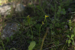 Ophrys lutea galilaea