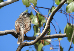 Chrysococcyx osculans