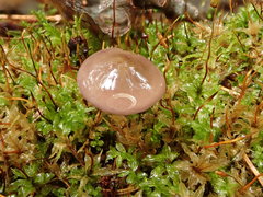 Baeospora myriadophylla