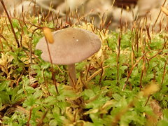 Baeospora myriadophylla