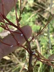 Euphorbia tettensis