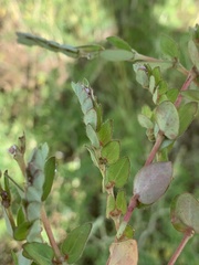 Euphorbia tettensis