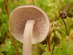 Baeospora myriadophylla