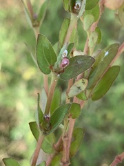 Euphorbia tettensis