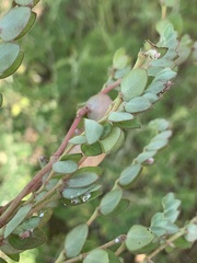 Euphorbia tettensis