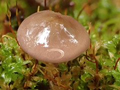 Baeospora myriadophylla