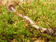 Baeospora myriadophylla