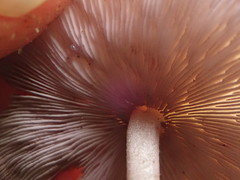 Baeospora myriadophylla