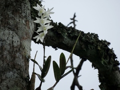 Dendrobium crumenatum