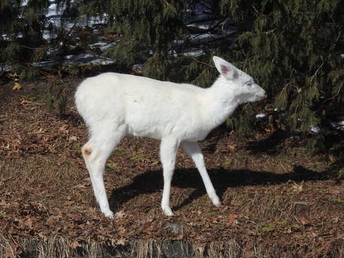 White-tailed Deer photographed in Minnesota