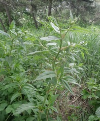 Koenigia panjutinii