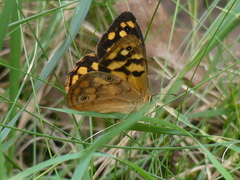 Heteronympha paradelpha