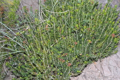 Erica multiflora
