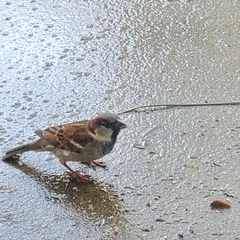 Passer domesticus