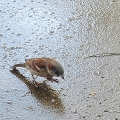 Passer domesticus