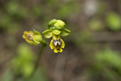 Ophrys lutea galilaea