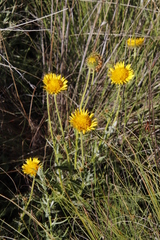 Berkheya discolor